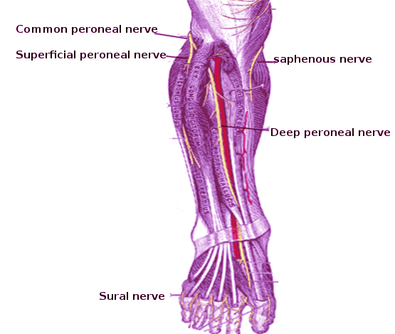 <p>Peroneal Nerve</p>