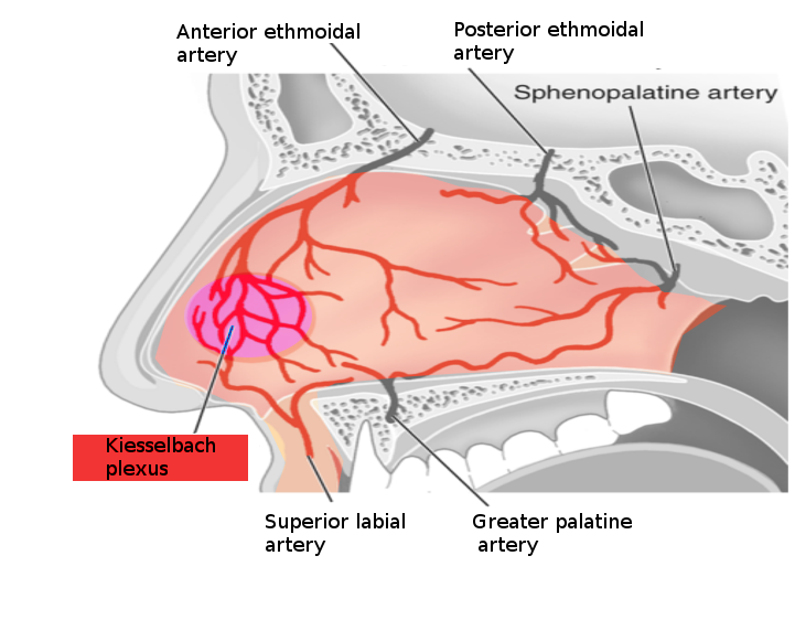 <p>Nosebleed Vessels.&nbsp;There are five named vessels whose terminal branches supply the nasal cavity.</p>