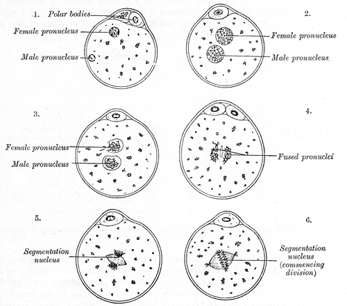 <p>Fertilization of the Ovum, The process of fertilization in the ovum of a mouse, Female and Male Pronucleus</p>