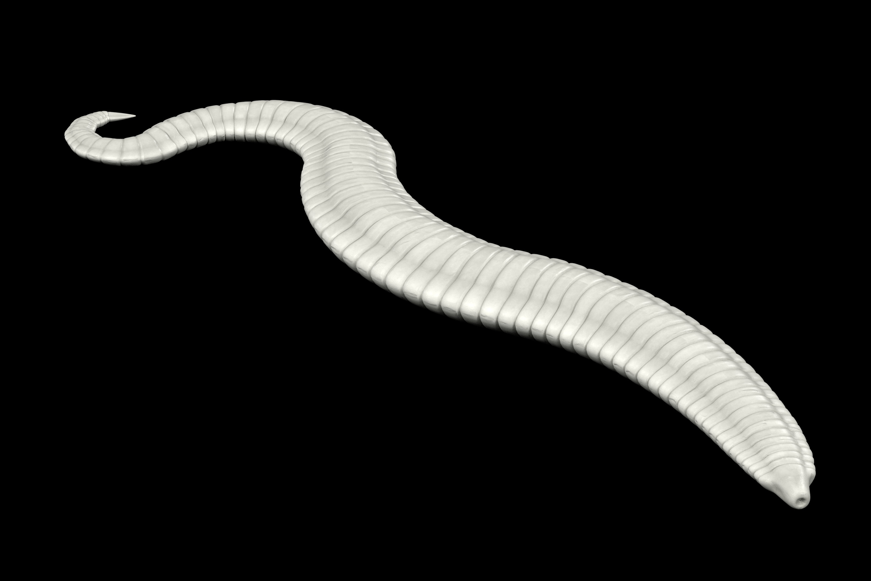 Pinworms tenni