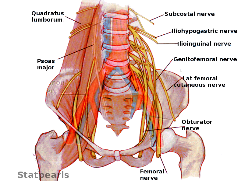 Pelvic nerves