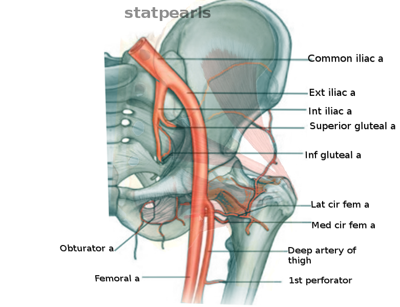 Hip arteries