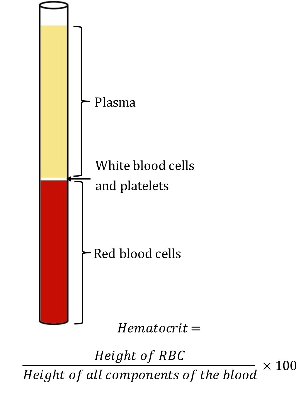 Wintrobe hematocrit tube containing components of blood after centrifugation