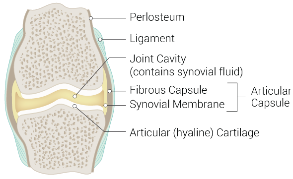 <p>Synovial Joint