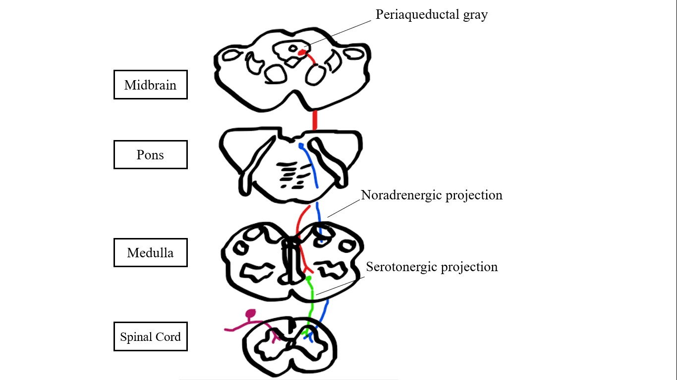 Periaqueductal pain pathways, sketched 