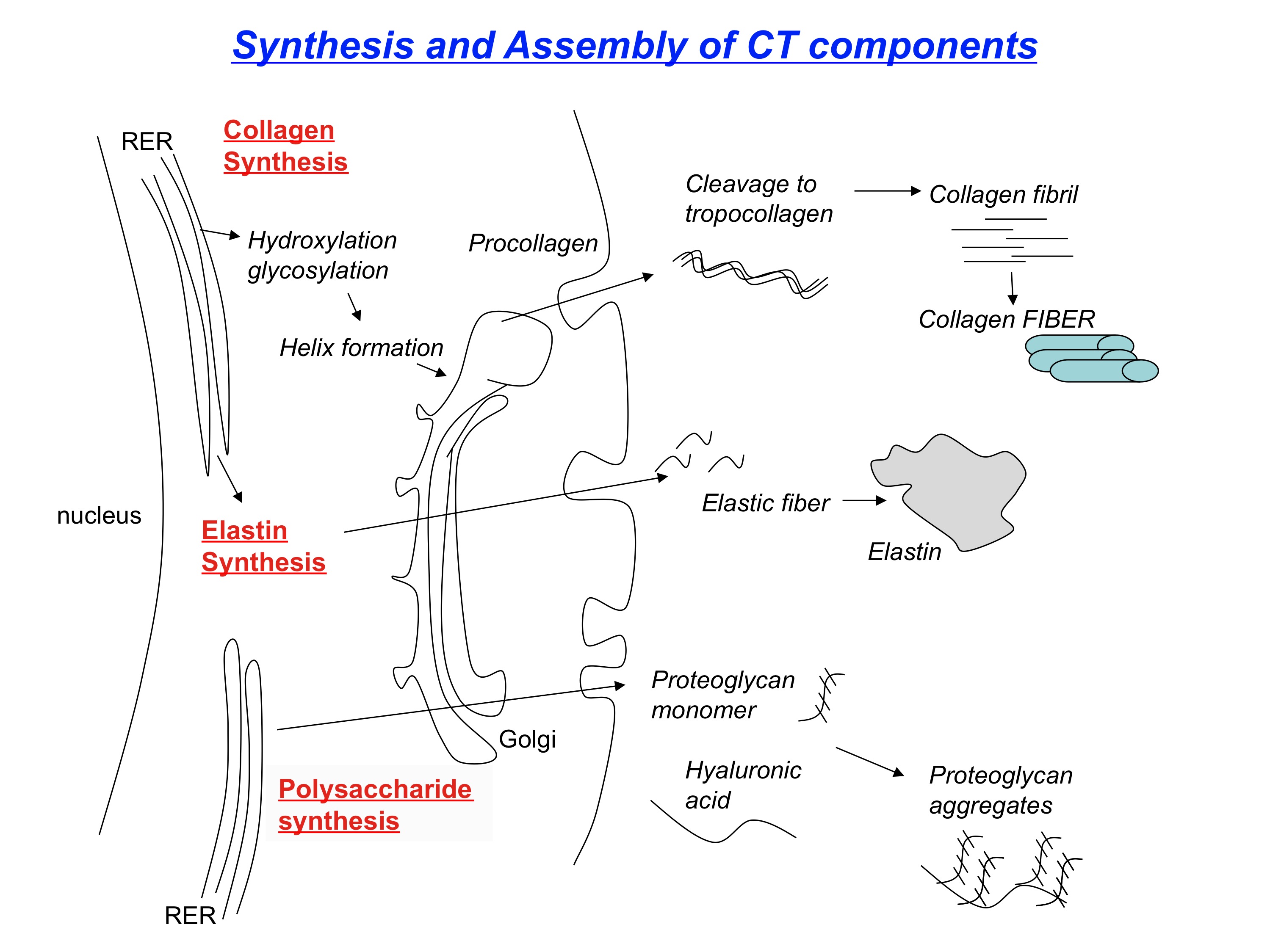 Review of collagen synthesis.