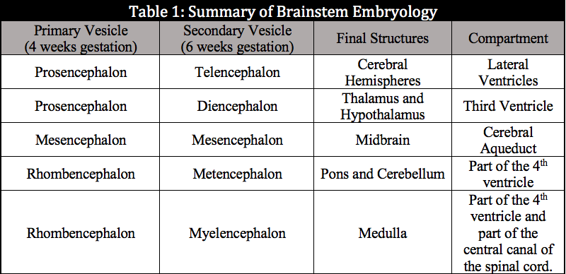 Brainstem Embryology Table