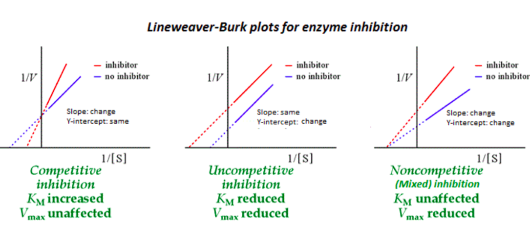 <p>Lineweaver-Burk Plot for Enzyme Inhibition