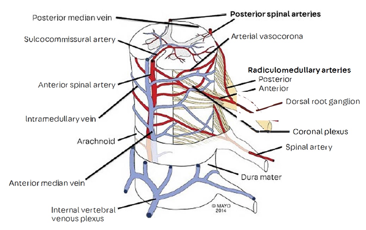 Visual depiction of the arterial and venous blood supply of the spinal cord. 