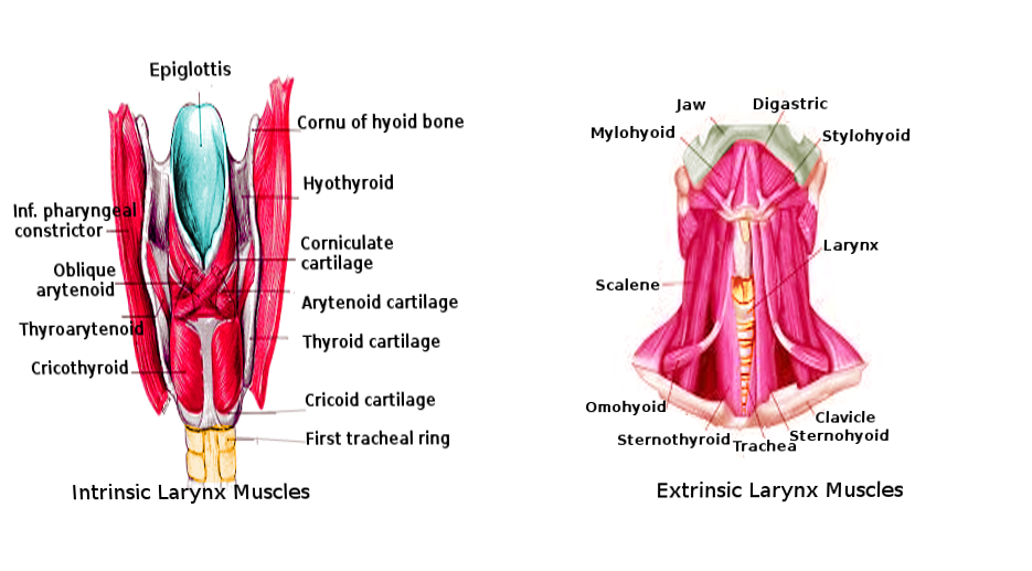 Laryngeal muscles