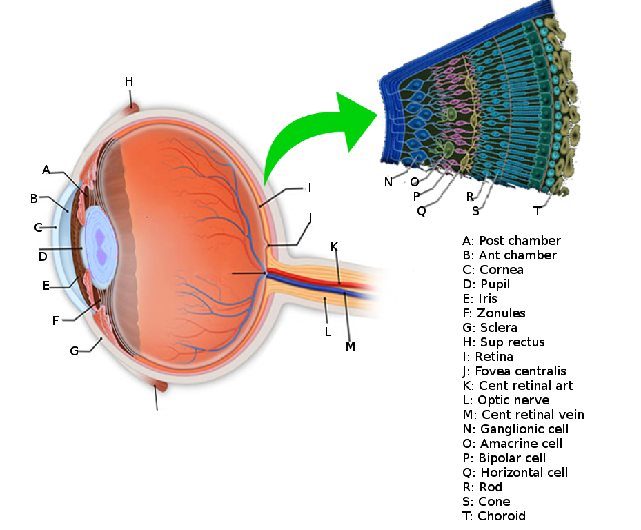 Retina anatomy