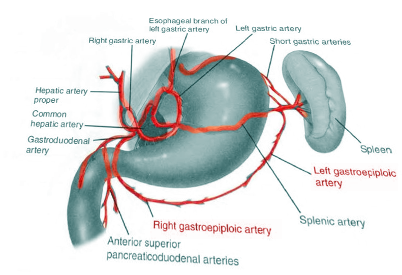 <p>Gastroepipolic Artery</p>