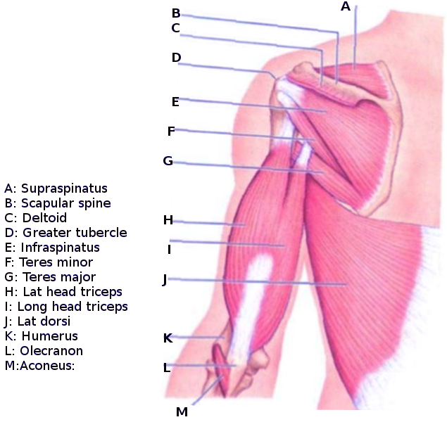 Scapulohumeral muscles