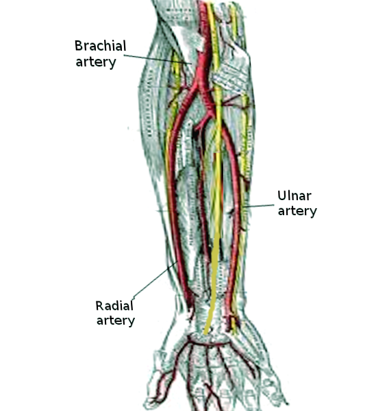 <p>Forearm Arteries. Shown here is the bifurcation point of the radial and ulnar arteries from the brachial artery.</p>