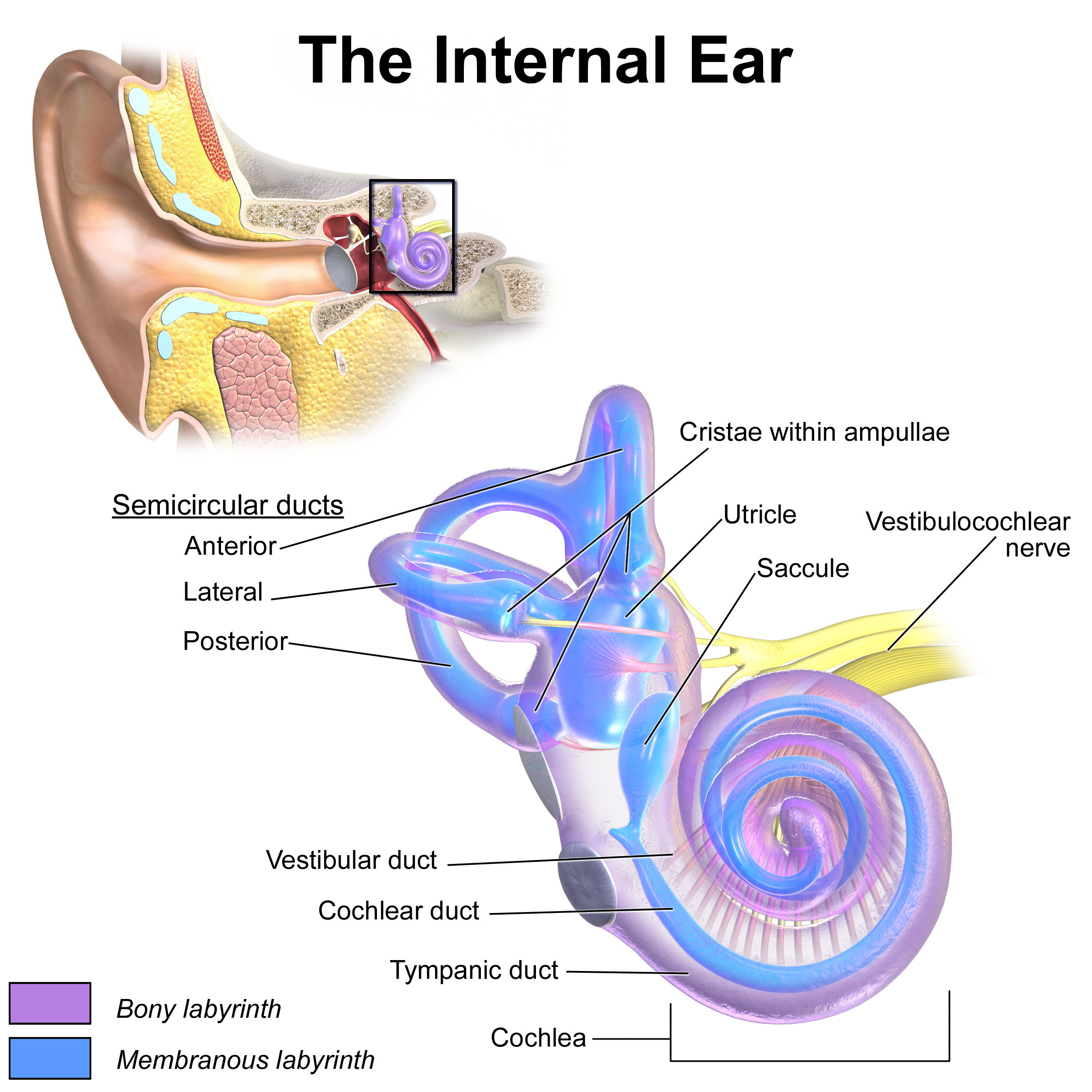 <p>Inner Ear Anatomy. This illustration shows the semicircular ducts and parts of the cochlea.</p>