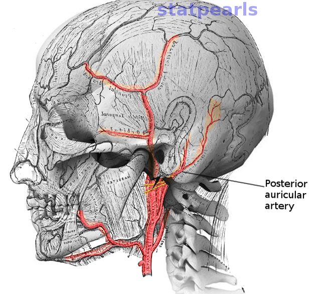 <p>Posterior Auricular Artery. This illustration shows the posterior auricular artery's area of distribution.</p>