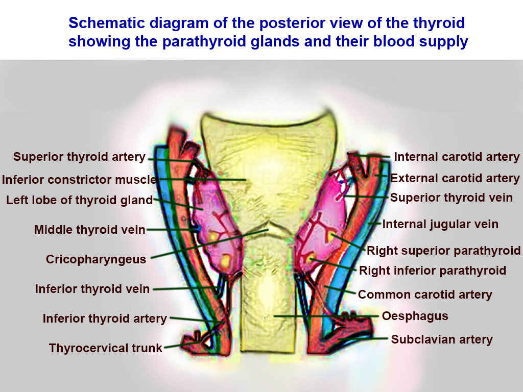 Thyroid arteries, veins, and muscles: Superior thyroid, Inferior constrictor, Left lobe of thyroid, Middle thyroid vein, Cricopharyngeaus, Inferior thyroid vein, Inferior thyroid vein, Inferior thyroid artery, Thyrocervical trunk, Internal carotid, external carotid, Superior thyroid, Internal jugular, Right superior parathyroid, Right inferior parathyroid, Common carotid, Oesphagus, and Subclavian.