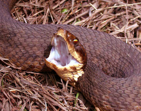<p>Cottonmouth Snake</p>