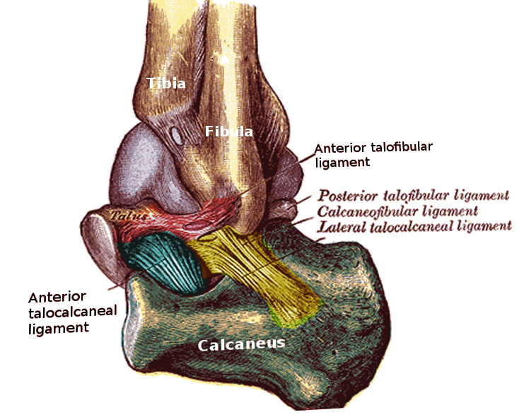 Distal tibiofibular joint