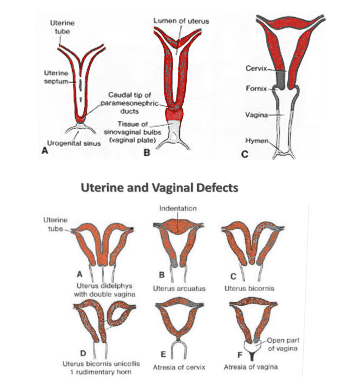 Uterus embryology