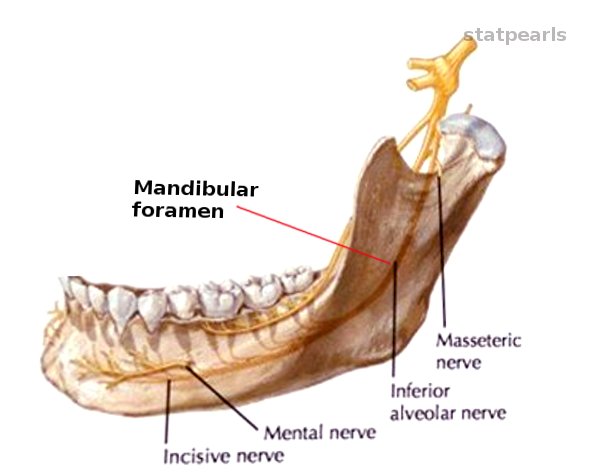 Mandibular foramen