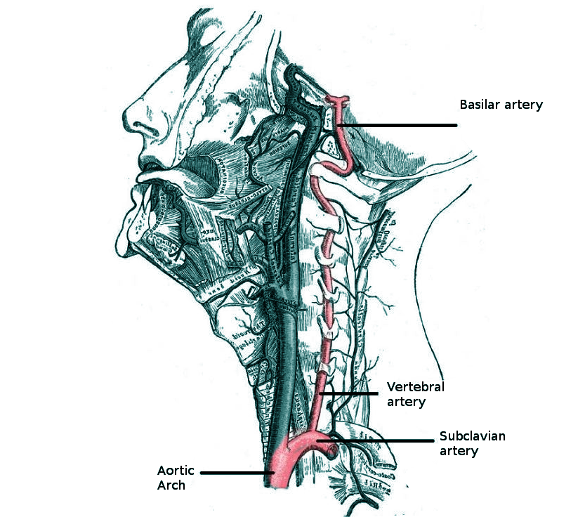 Vertebral artery anatomy