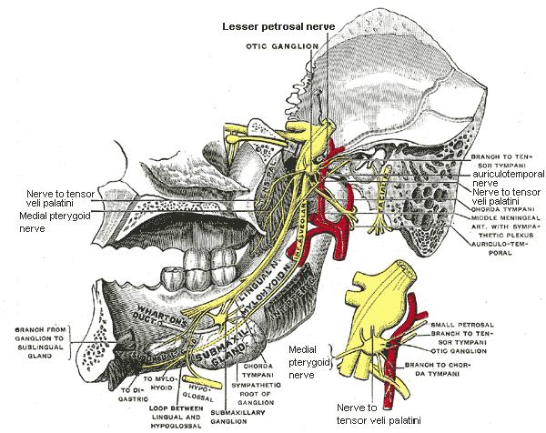 <p>Lateral pterygoid nerve</p>