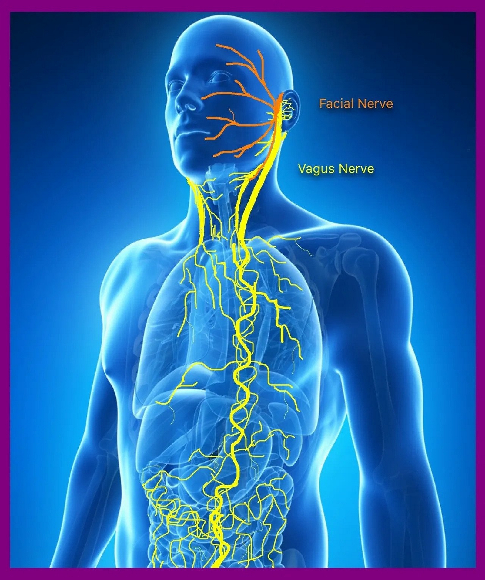 The image shows the path of the vagus nerve (and a section of the facial nerve).