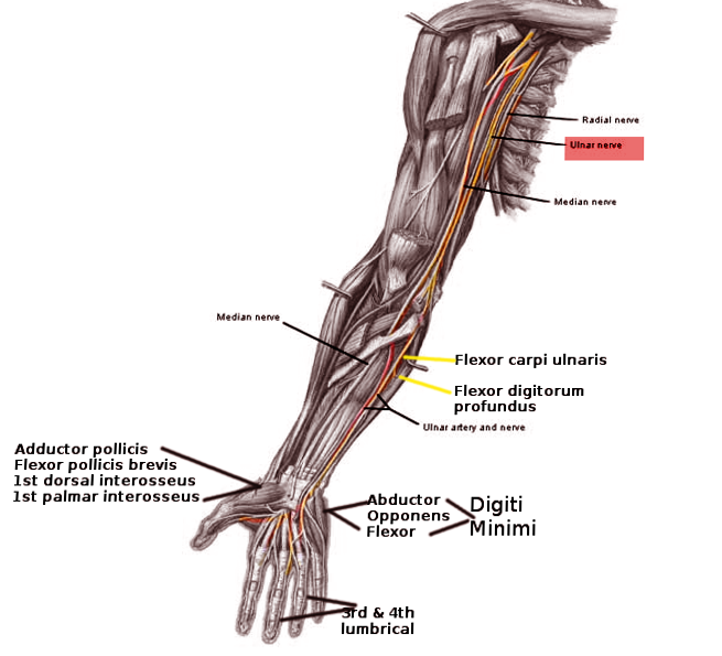 Ulnar nerve pathway