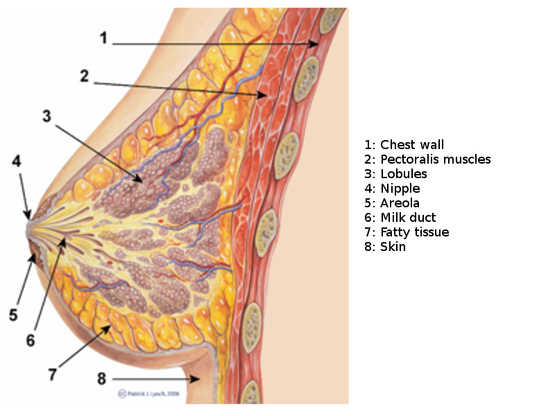 <p>Breast Sagittal View