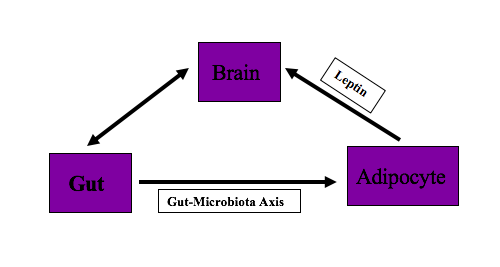 Brain - Gut - Adipocyte Interaction