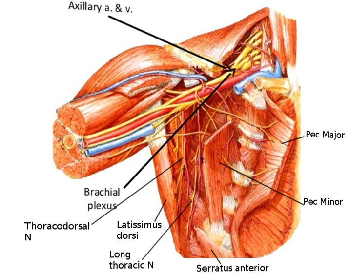 Axilla anatomy