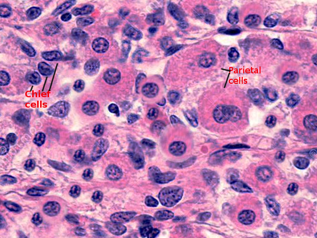Parietal cell