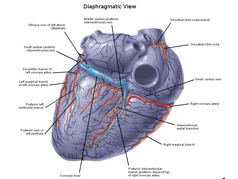 Anatomy Thorax Heart Veins Article Statpearls