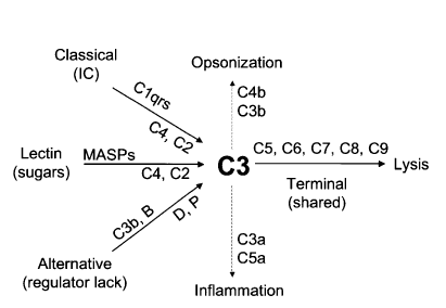 Schematic of complement activations