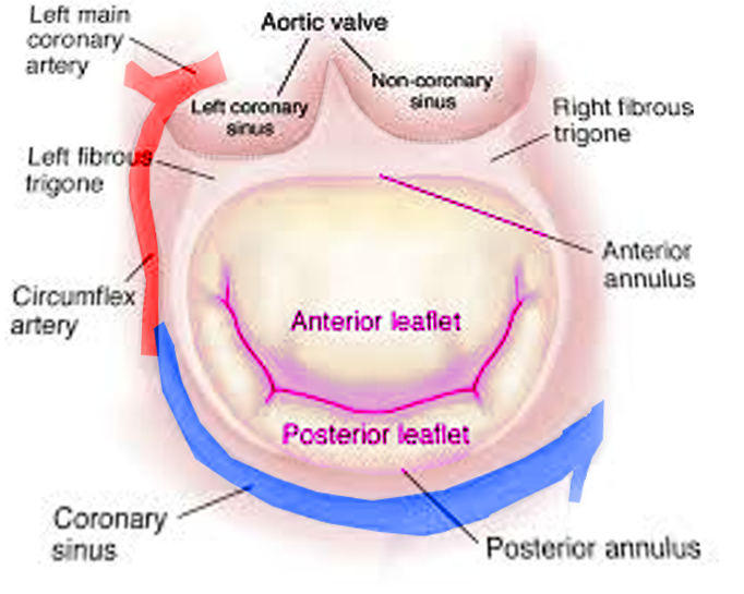 <p>Mitral Valve, Transverse View. The image shows the anatomy of the mitral valve.</p>