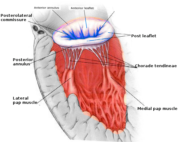 Mitral valve anatomy