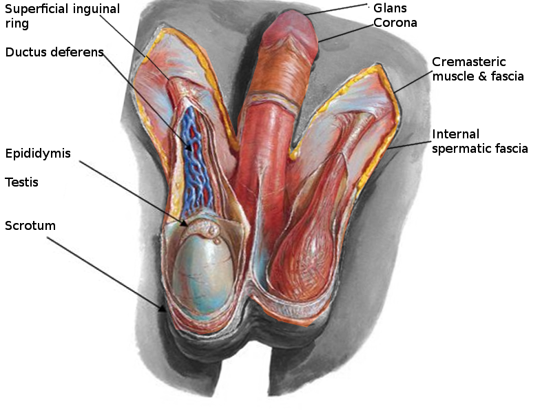 Scrotum anatomy