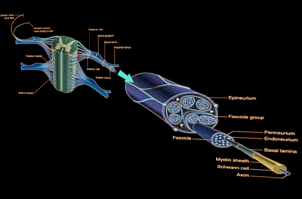 Nerve cell layers