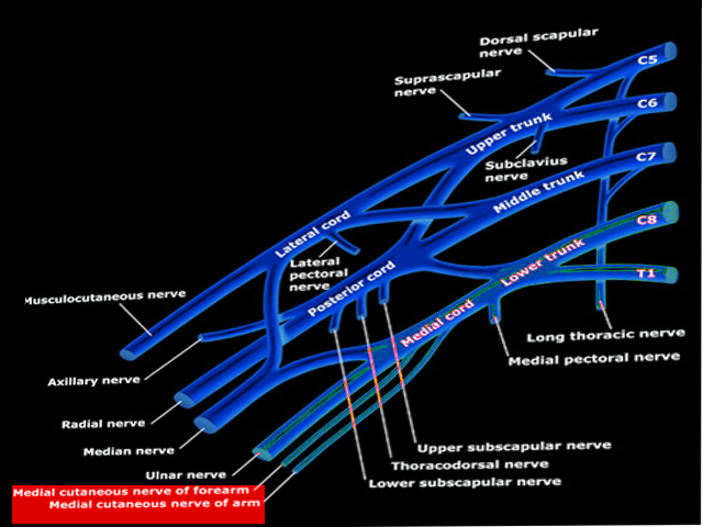 Medial cutaneous nerve