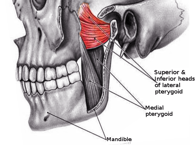 Lateral pterygoid muscle