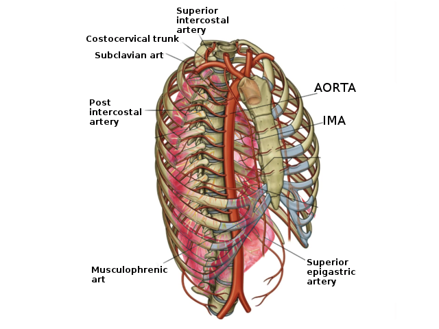 Superior intercostal artery