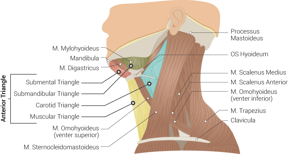 <p>Superficial Neck Anatomy