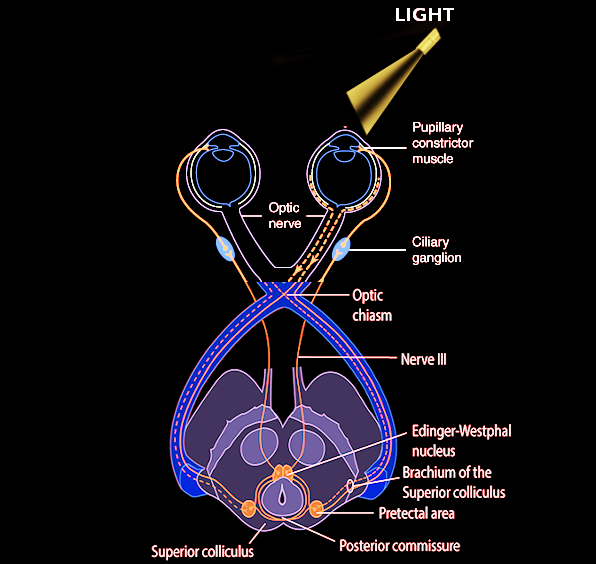 Pupillary light reflex