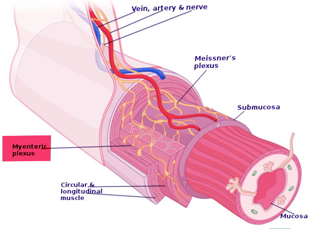 Myenteric plexus