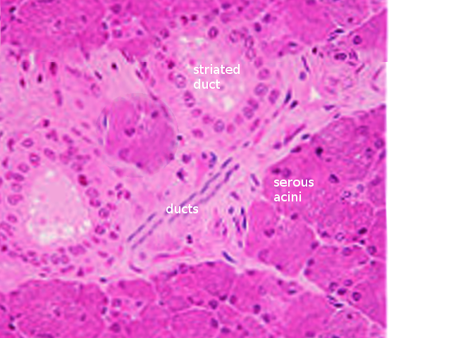 Salivary gland histology