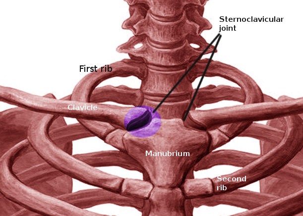 Sternoclavicular joint anatomy