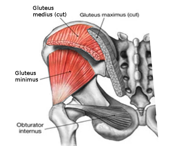 <p>Gluteus Muscles. The Gluteus medius, minimus, maximus, and the obturator internus muscle anatomy are shown.</p>