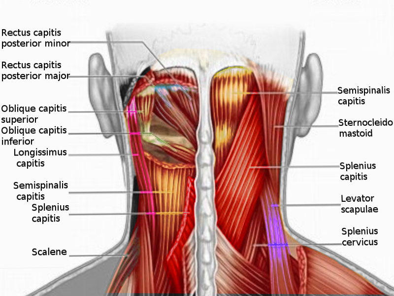 Posterior neck muscles