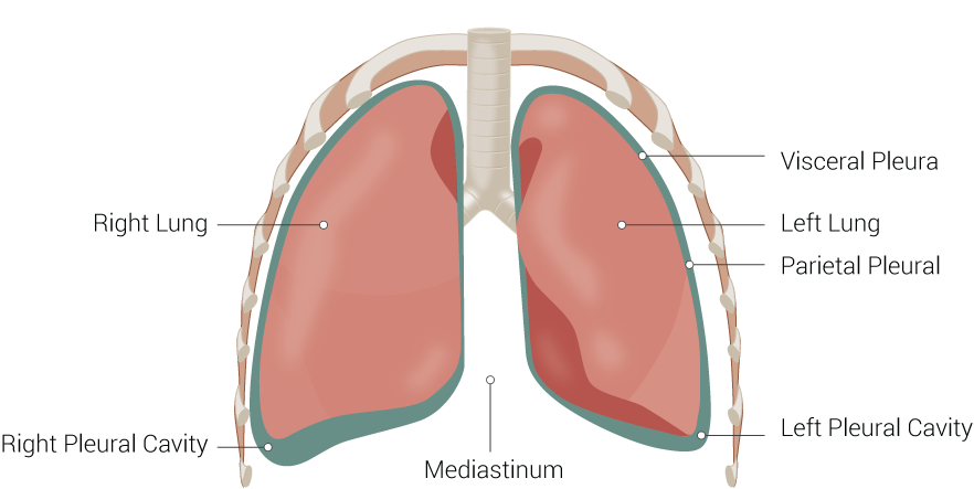 Pleura, Visceral Pleura, Left Lung, Parietal Pleural, Left Pleural Cavity, Mediastinum, Right Pleural Cavity, Right Lung